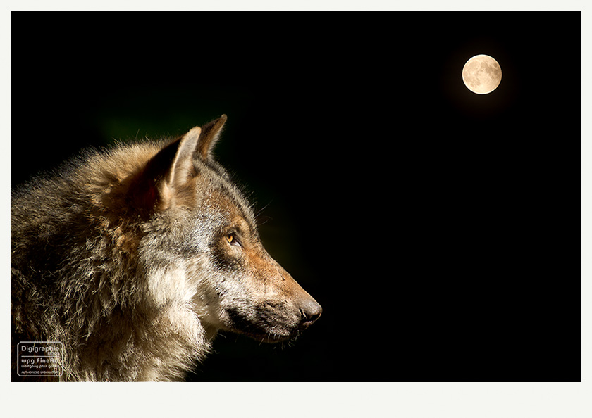 FineArt-Poster und Digigraphie:  Naturfotograf München: Porträt eines Wolfes im Profil, vor schwarzem Hintergrund, der Vollmond rechts oben am Himmel.